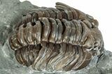 Curled Flexicalymene Trilobite Fossil - Indiana #287643-1